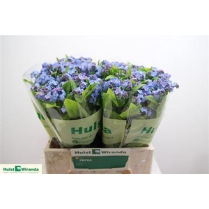 Myosotis Ov Blue