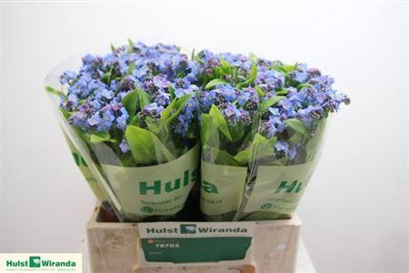 <h4>Myosotis Ov Blue</h4>