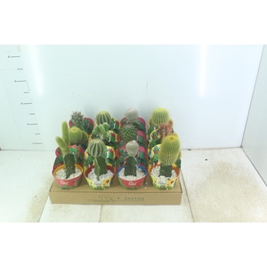 CACTUS ENXERTADO P10