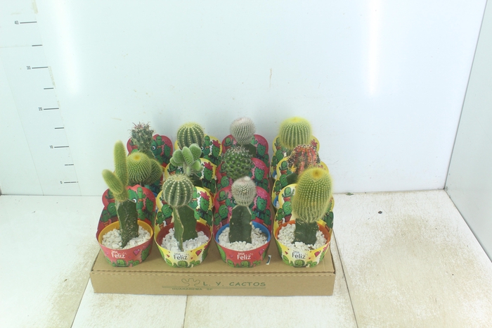 <h4>CACTUS ENXERTADO P10</h4>