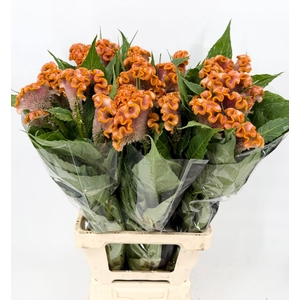 Celosia Cristata Orange