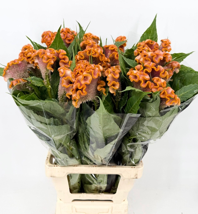 <h4>Celosia Cristata Orange</h4>