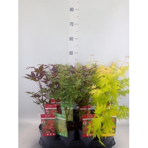 Acer palmatum