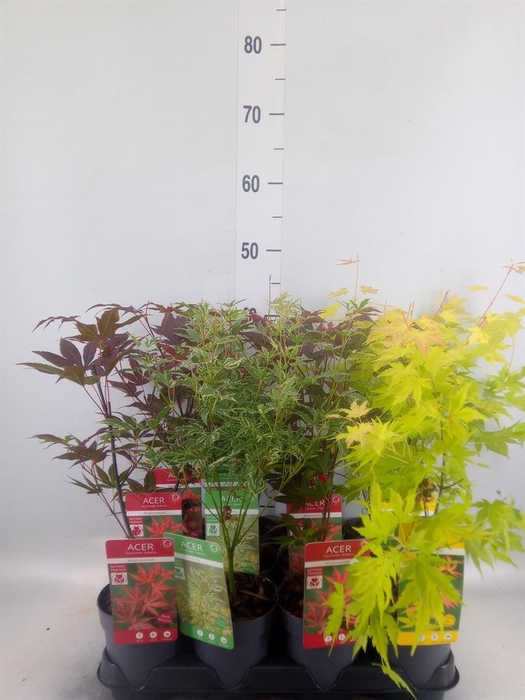 <h4>Acer palmatum</h4>