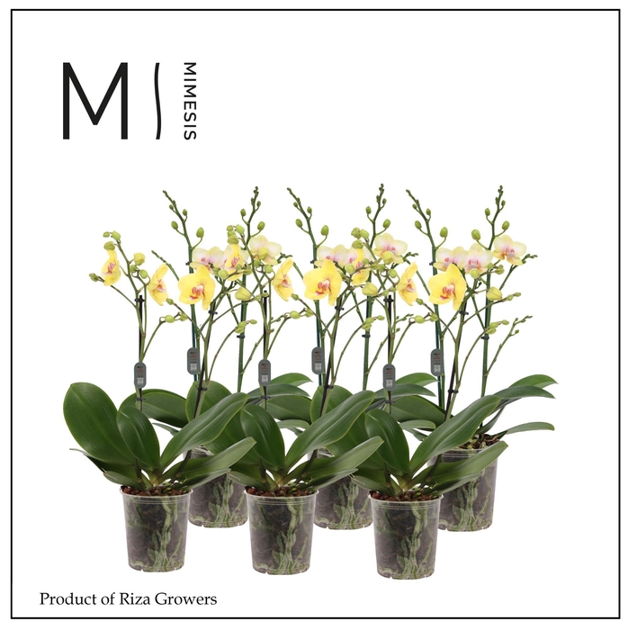 <h4>Phalaenopsis Multi Yellow 2 spike - 12cm | Mimesis</h4>