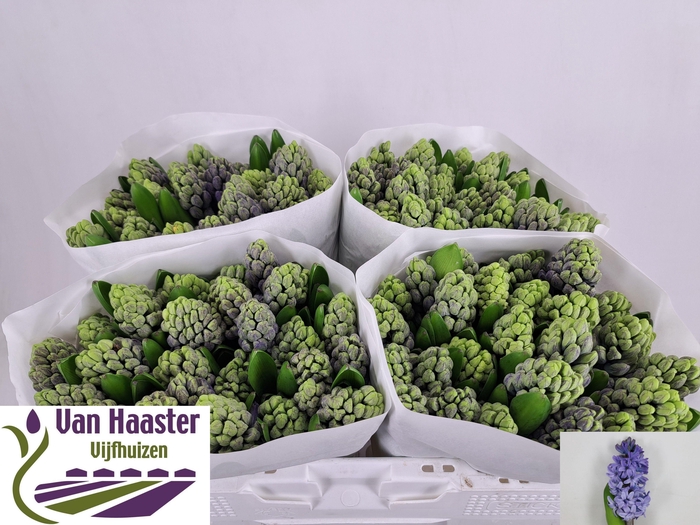 <h4>HYAC DELFT BLUE</h4>