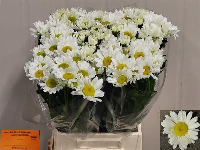 <h4>LEUC VULG RHEINBLICK</h4>