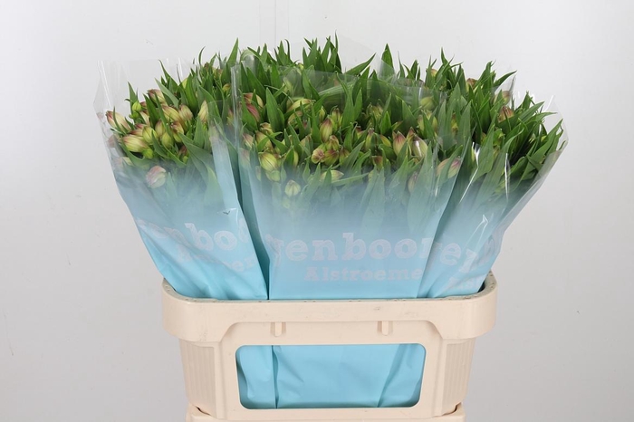 <h4>Alstroemeria Layla 95 Gram</h4>