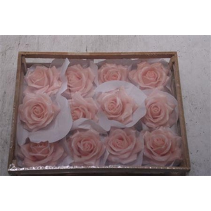 Wax Roos Baby Rosa