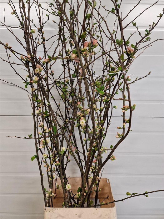 <h4>Chaenomeles 'ivoor'</h4>