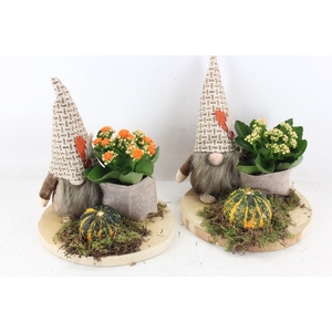 arr2 JS - Hout schijf gnome mix