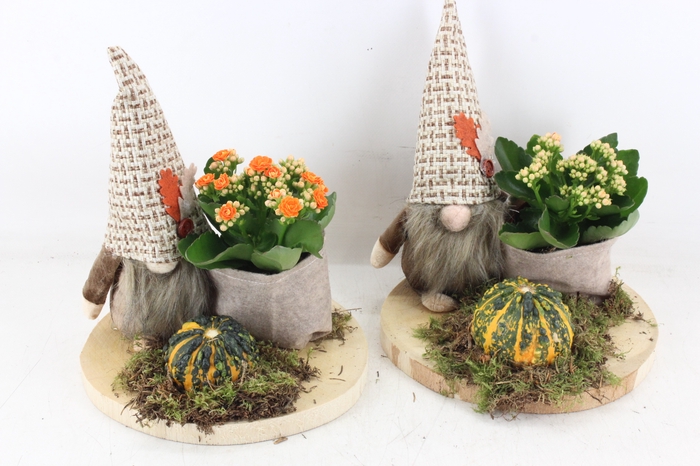 <h4>arr2 JS - Hout schijf gnome mix</h4>