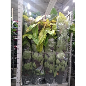 Philodendron  'Painted Lady'