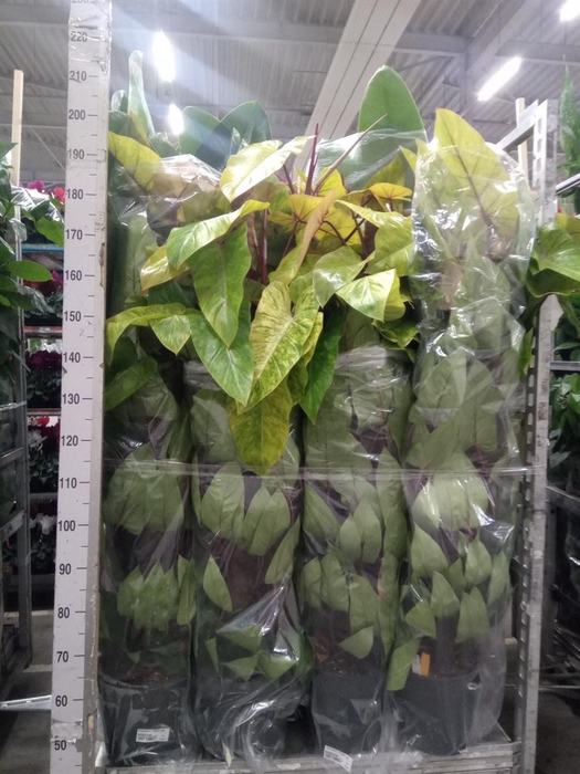 <h4>Philodendron  'Painted Lady'</h4>