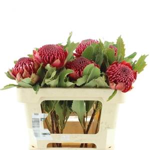 TELOPEA SP WARATAH