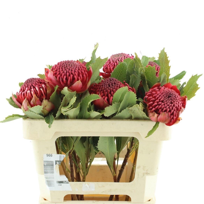 <h4>TELOPEA SP WARATAH</h4>