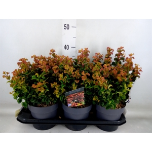 Leucothoe axillaris 'Curly Red'