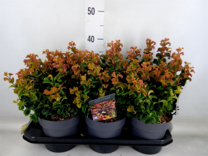 <h4>Leucothoe axillaris 'Curly Red'</h4>
