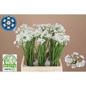 Allium neapolitanum 'Flocon'