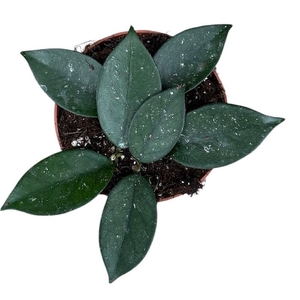 Hoya Overig Vietnam