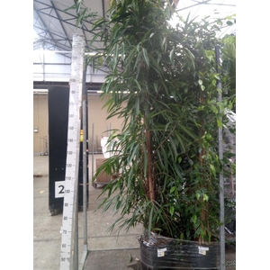 Ficus binn. 'Alii'