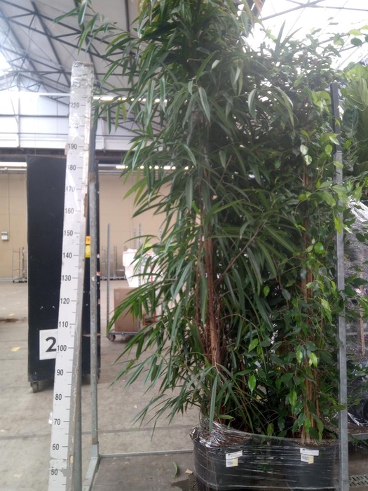 <h4>Ficus binn. 'Alii'</h4>