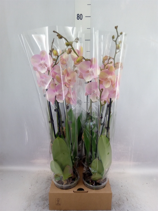 <h4>Phalaenopsis   ...</h4>