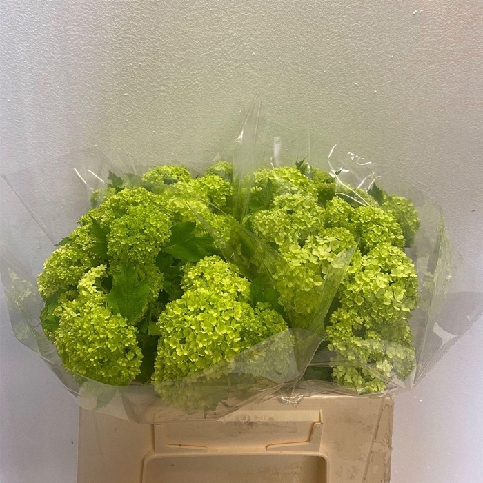 <h4>Viburnum Roseum Bos</h4>