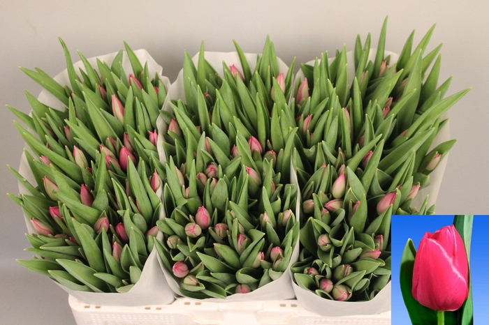 <h4>TU EN PINK ARDOUR</h4>