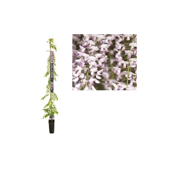 <h4>Wisteria floribunda 'Rosea' +Long & strong label</h4>