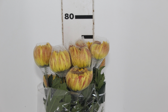 <h4>ANASTASIA DARK FUEGO 080 CM</h4>