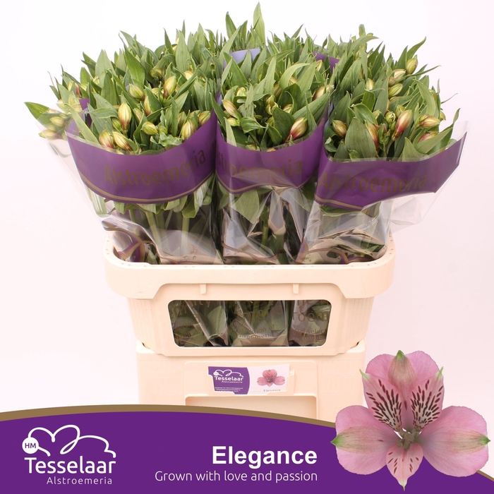 <h4>Alstroemeria Elegance</h4>