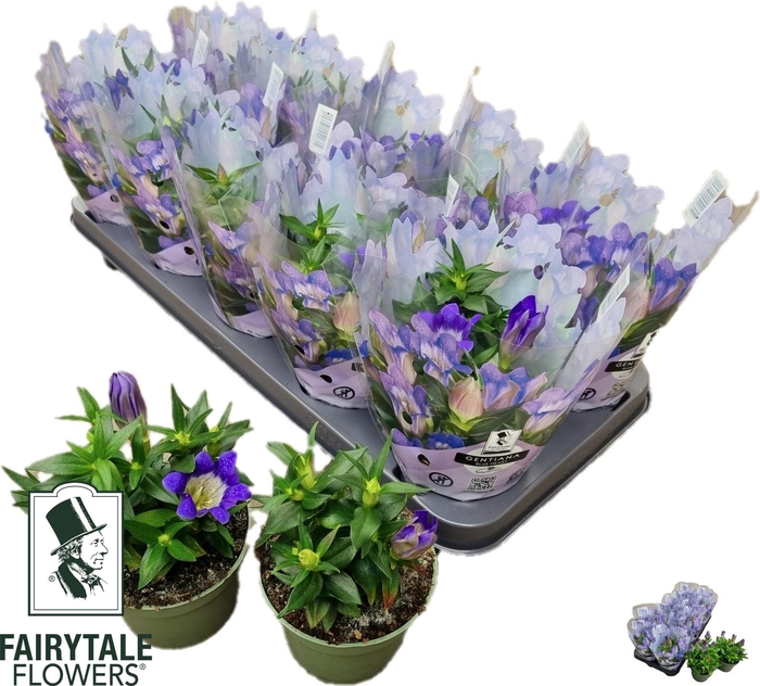 <h4>GENT R D BLUE HEART</h4>