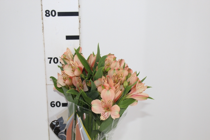 <h4>ALSTROEMERIA CANYON 070 CM</h4>