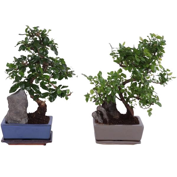<h4>Bonsai S-Shape Mix with Rock in Ø15cm Ceramic with Saucer</h4>
