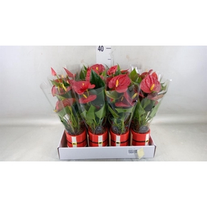 Anthurium   ...mix