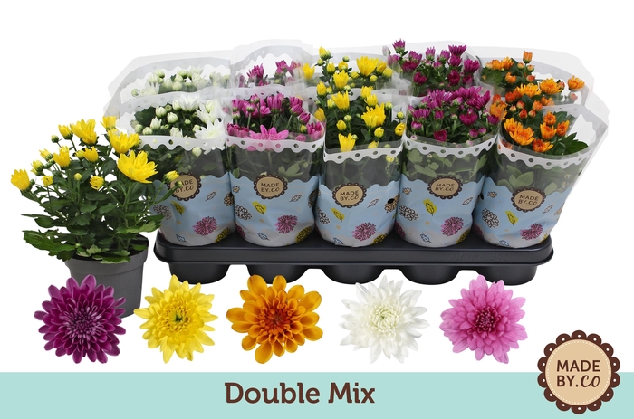 <h4>Chrysant Double Mix</h4>