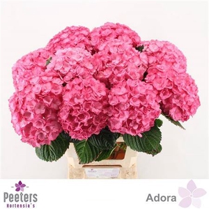 Hydr M Adora Rose