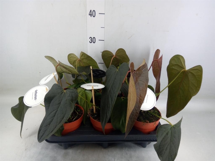 <h4>Anthurium ...</h4>