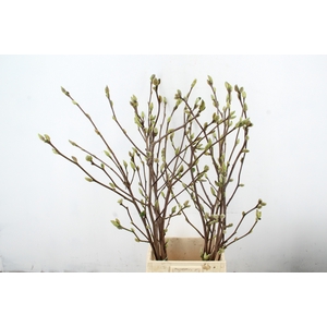 MAGNOLIA SUPERBA 100CM