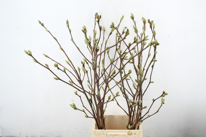 <h4>MAGNOLIA SUPERBA 100CM</h4>