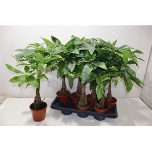 Pachira Aquatica