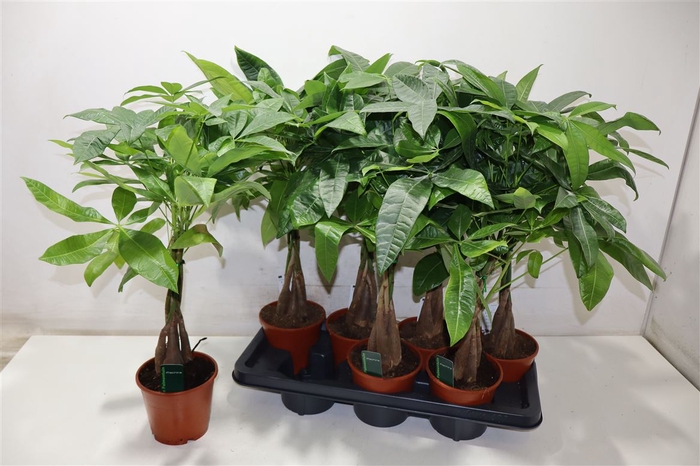 <h4>Pachira Aquatica</h4>