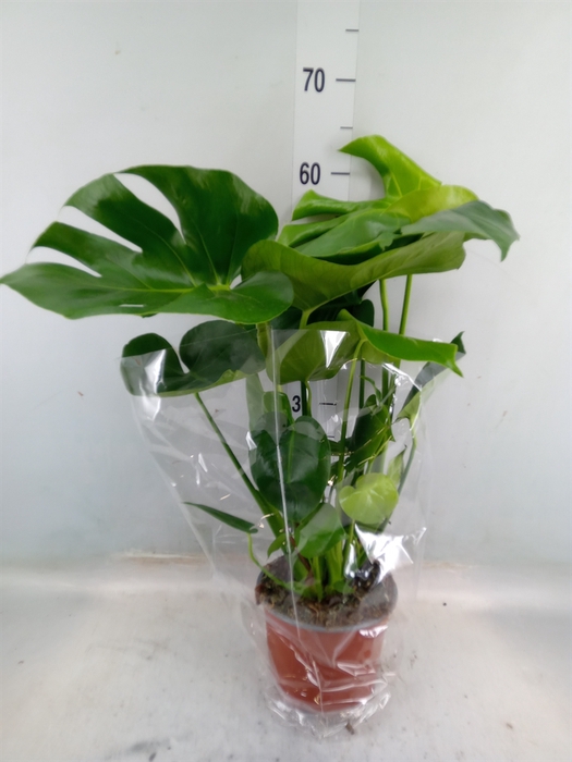 <h4>Monstera delic.</h4>