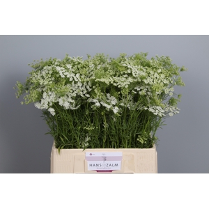Ammi Majus