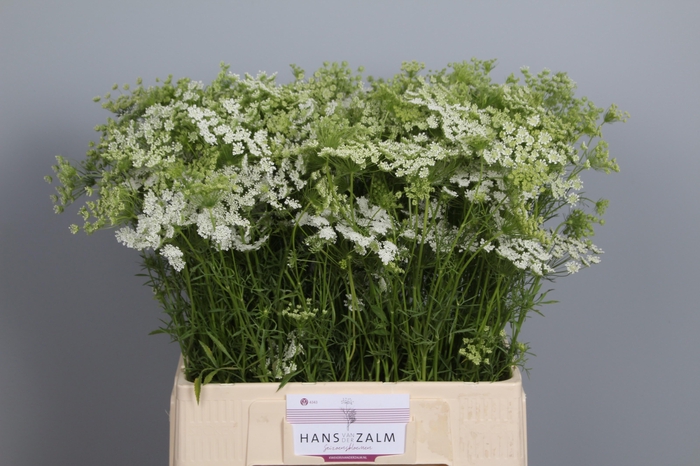 <h4>Ammi Majus</h4>