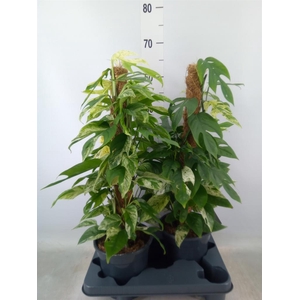 Epipremnum pinn. 'Marble Variegata'