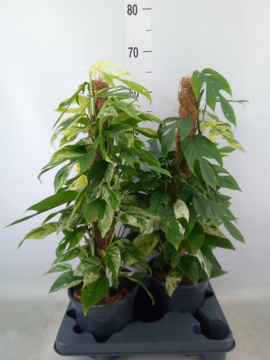 <h4>Epipremnum pinn. 'Marble Variegata'</h4>
