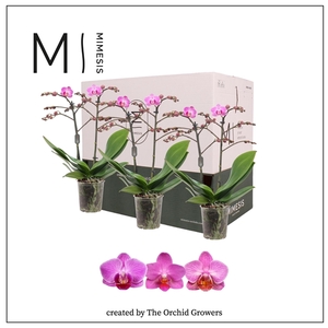 Mimesis Phal. Dark Pink - 2 spike 9cm Less Plastic