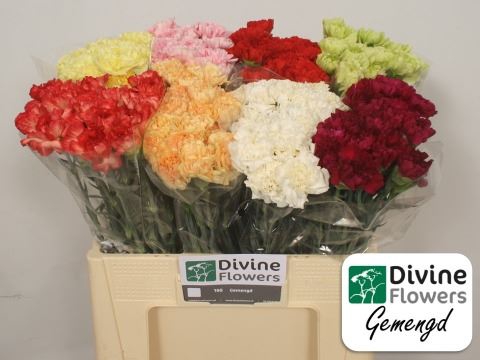 <h4>Dianthus ST   ...mix in fust</h4>
